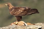 Aquila chrysaetos 6351 (****)