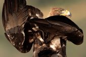 Aquila chrysaetos 6360 (****)