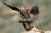 Aquila chrysaetos 6383 (***)