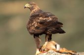 Aquila chrysaetos 6395 (****)