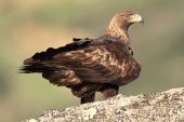 Aquila chrysaetos 6399 (****)