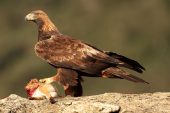 Aquila chrysaetos 6416 (****)