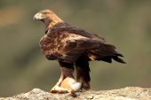 Aquila chrysaetos 6433 (****)