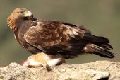 Aquila chrysaetos 6476 (****)