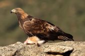 Aquila chrysaetos 6504 (****)