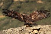 Aquila chrysaetos 6515 (***)
