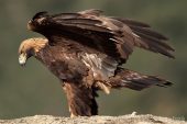 Aquila chrysaetos 6516 (****)