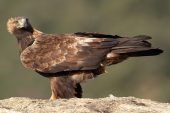 Aquila chrysaetos 6527 (****)