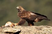 Aquila chrysaetos 6543 (****)