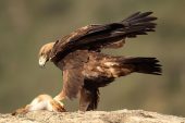 Aquila chrysaetos 6559 (****)