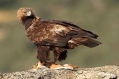 Aquila chrysaetos 6583 (****)