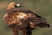 Aquila chrysaetos 6654 (****)