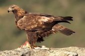 Aquila chrysaetos 6670 (****)