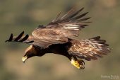 Aquila chrysaetos 6767 (****)