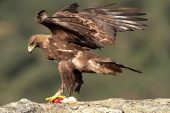 Aquila chrysaetos 6775 (****)