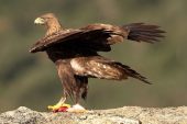 Aquila chrysaetos 6785 (****)