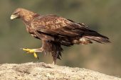 Aquila chrysaetos 6803 (****)