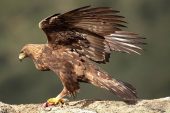 Aquila chrysaetos 6835 (****)