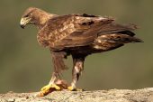 Aquila chrysaetos 6866 (****)