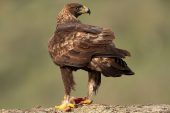 Aquila chrysaetos 6874 (****)