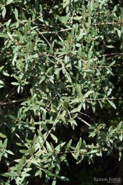 Phillyrea angustifolia 9444 (*)