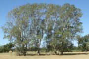 Populus alba 0465 (*)