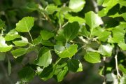Populus alba 0467 (*)