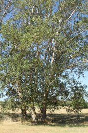 Populus alba 0468 (*)
