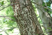 Populus alba 0475 (*)