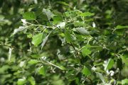 Populus alba 0476 (*)