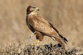 Buteo buteo 9376 (***)