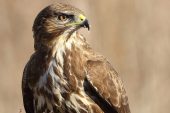 Buteo buteo 9402 (***)