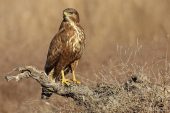 Buteo buteo 9480 (***)