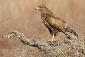 Buteo buteo 9486 (***)