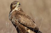 Buteo buteo 9512 (***)