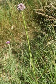Allium ampeloprasum 9919 (*)