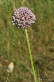 Allium ampeloprasum 9922 (*)
