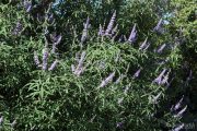 Vitex agnus-castus 0413 (*)