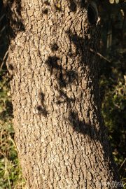 Quercus ilex 1740 (*)