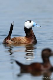 Oxyura leucocephala 9557 (***)