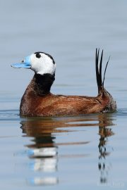 Oxyura leucocephala 9632 (***)