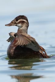 Oxyura leucocephala 9645 (***)