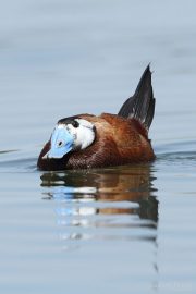 Oxyura leucocephala 9695 (***)