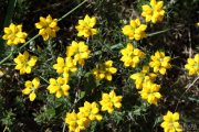 Genista hispanica 8992 (*)