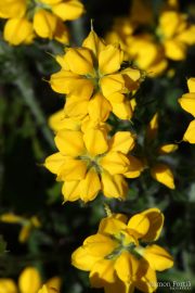 Genista hispanica 8995 (*)