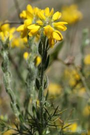 Genista hispanica 8997 (*)