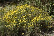 Genista hispanica 8998 (*)