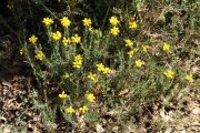 Genista hispanica 8999 (*)