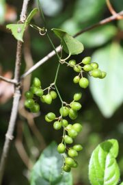 Smilax aspera 9026 (*)