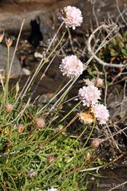 Armeria ruscinonensis 0450 (*)